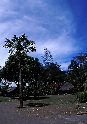 포토 JPG 주간 나무 식물 구름 해외풍경 외국문화 백그라운드 고건축 자연 하늘 풍경 사람없음 야외 오세아니아 오두막 파푸아뉴기니 국내포토 자연요소 해외 건축물 나라 문화 생태계 파일형식
