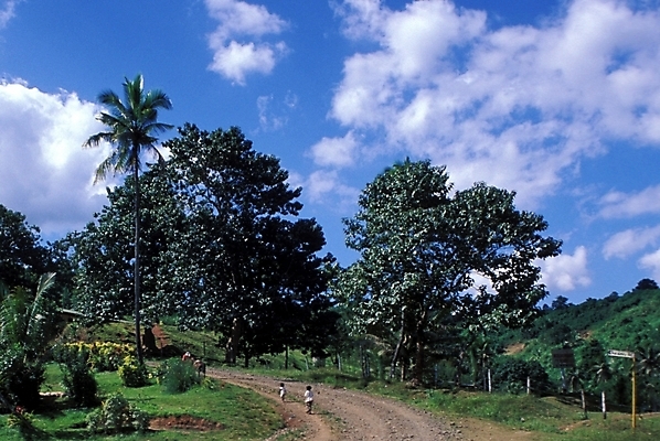 포토 JPG 주간 구름 해외풍경 길 외국문화 백그라운드 자연 하늘 사람 풍경 초원 야외 오세아니아 파푸아뉴기니 국내포토 자연요소 해외 나라 문화 생태계 파일형식