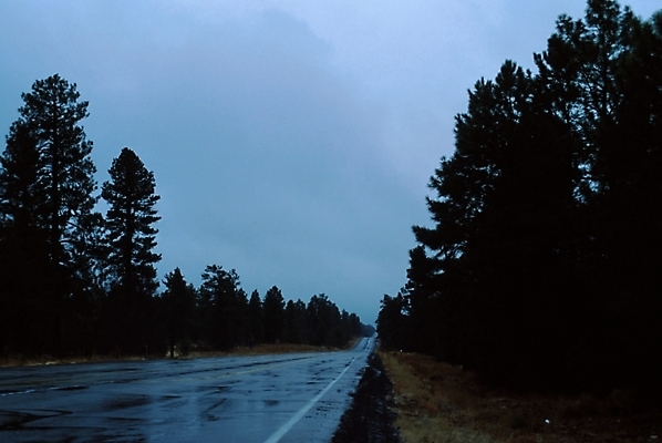 포토 JPG 주간 나무 시설물 현대건축 건축 도로 길 백그라운드 자연 풍경 사람없음 야외 가로수 빗길 국내포토 자연요소 식물 건축물 교통시설 생태계 파일형식