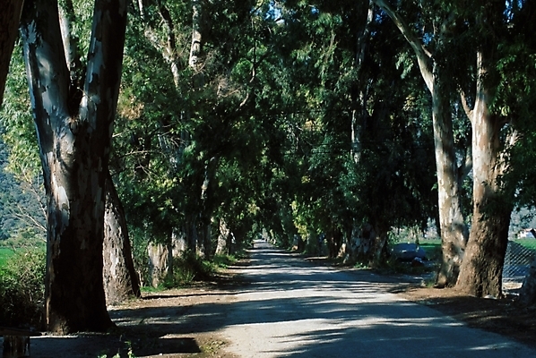 포토 JPG 주간 나무 식물 도로 길 자연 풍경 사람없음 야외 산책로 숲 산길 블러 삼림욕 푸른숲 국내포토 자연요소 교통시설 생태계 파일형식