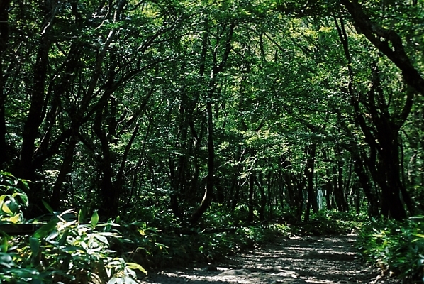 포토 JPG 주간 나무 식물 도로 길 자연 풍경 사람없음 야외 산책로 숲 산길 블러 삼림욕 푸른숲 국내포토 자연요소 교통시설 생태계 파일형식