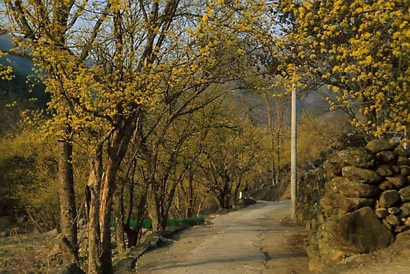 포토 JPG 주간 나무 식물 도로 길 자연 풍경 사람없음 야외 산책로 숲 산길 블러 삼림욕 푸른숲 국내포토 자연요소 교통시설 생태계 파일형식