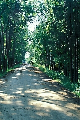 포토 JPG 주간 나무 식물 해외풍경 해외 웰빙 유럽 길 외국문화 자연 풍경 사람없음 야외 산책로 숲 러시아 삼림욕 국내포토 자연요소 나라 문화 생태계 파일형식