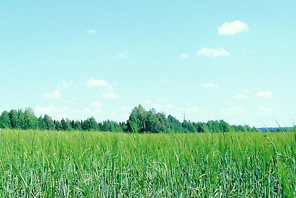 포토 JPG 주간 구름 해외풍경 유럽 외국문화 배경화면 백그라운드 자연 하늘 풍경 초원 사람없음 야외 러시아 국내포토 자연요소 해외 나라 문화 생태계 파일형식