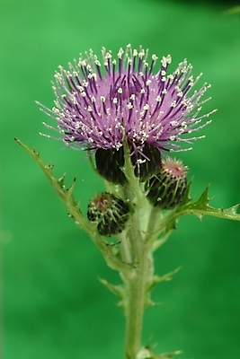포토 JPG 식물 꽃 잎 한송이 여름꽃 자연 근접촬영 사람없음 들꽃 엉겅퀴 국내포토 1 뷰포인트 생태계 송이 파일형식 여름_계절