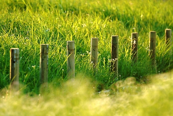 포토 JPG 주간 길 자연 풍경 사람없음 야외 울타리 산책로 풀 언덕 야생초 국내포토 자연요소 식물 담장 생태계 파일형식