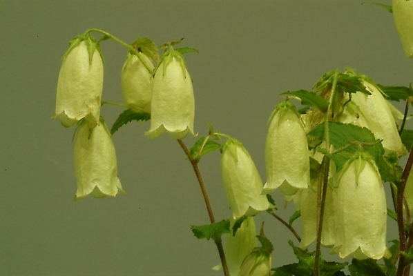 포토 JPG 주간 식물 꽃 여러송이 여름꽃 자연 사람없음 야외 들꽃 초롱꽃 국내포토 자연요소 다수 생태계 파일형식 여름_계절