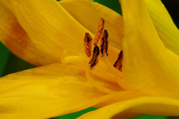 포토 JPG 식물 꽃 한송이 여름꽃 자연 근접촬영 사람없음 노란색 들꽃 원추리 국내포토 1 뷰포인트 컬러 생태계 나물 송이 파일형식 여름_계절