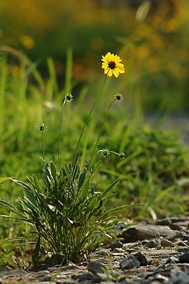포토 JPG 식물 꽃 한송이 여름꽃 자연 사람없음 들꽃 야생초 금계국 국내포토 1 생태계 송이 파일형식 여름_계절