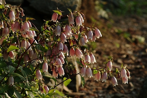 포토 JPG 식물 꽃 여름꽃 자연 사람없음 들꽃 초롱꽃 국내포토 생태계 파일형식 여름_계절