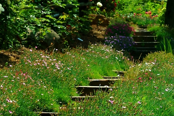 포토 JPG 주간 길 자연 풍경 사람없음 야외 계단 산책로 들꽃 풀 언덕 야생초 국내포토 자연요소 식물 꽃 생태계 파일형식