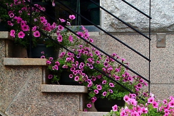 포토 JPG 주간 식물 건축 꽃 화분 화초 분홍색 사람없음 야외 계단 사피니아 피튜니아 국내포토 자연요소 컬러 파일형식