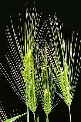 포토 JPG 식물 자연 사람없음 풀 풀잎 보리 이삭 국내포토 잎 곡류 풀_식물 생태계 파일형식