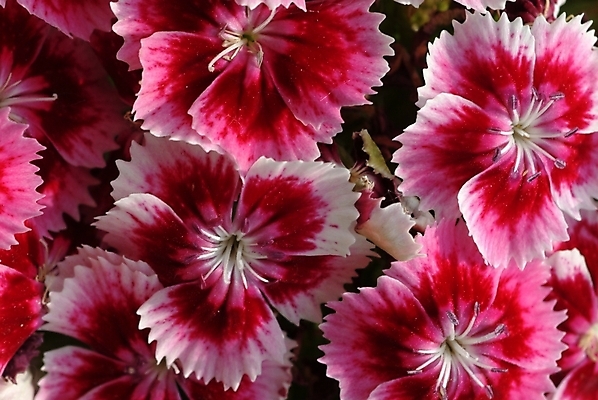 포토 JPG 식물 꽃 여러송이 여름꽃 자연 근접촬영 사람없음 들꽃 야생초 패랭이꽃 국내포토 뷰포인트 다수 생태계 파일형식 여름_계절