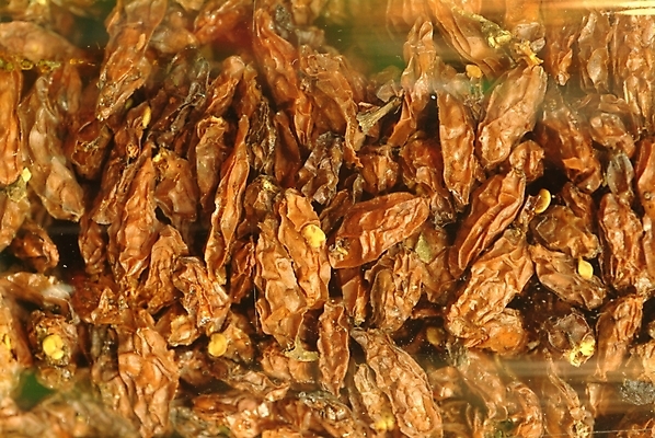 포토 JPG 식물 열매 의학 근접촬영 사람없음 치료 약 한의학 약재 한약재 한약 구기자 국내포토 뷰포인트 파일형식