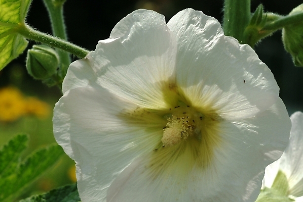 포토 JPG 식물 꽃 한송이 자연 국화 근접촬영 사람없음 들꽃 무궁화 나라꽃 국내포토 1 뷰포인트 생태계 송이 파일형식