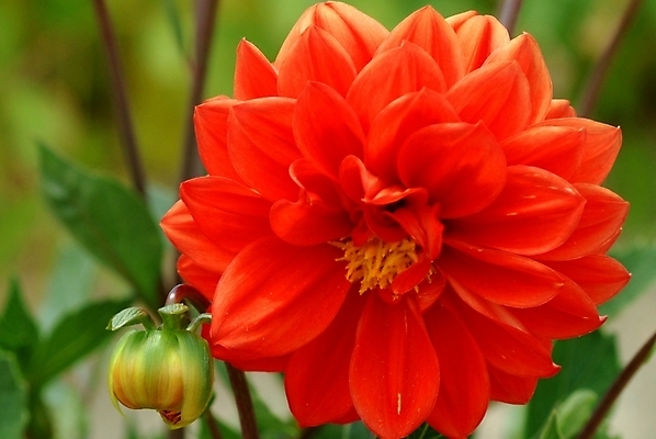 포토 JPG 식물 꽃 한송이 자연 가을꽃 근접촬영 사람없음 빨간색 들꽃 달리아 야생초 국내포토 1 뷰포인트 컬러 생태계 송이 파일형식 가을_계절