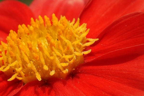 포토 JPG 식물 꽃 한송이 자연 가을꽃 근접촬영 사람없음 들꽃 꽃술_꽃 달리아 야생초 암술 국내포토 1 뷰포인트 생태계 송이 파일형식 가을_계절