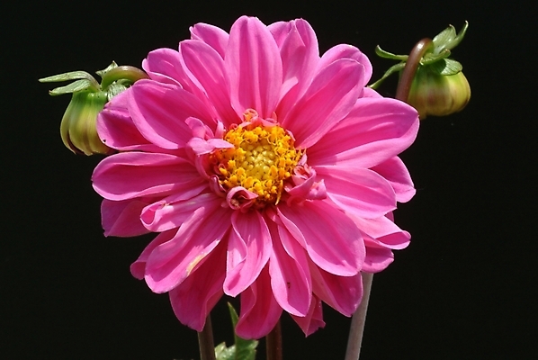 포토 JPG 식물 꽃 자연 사람없음 들꽃 달리아 야생초 국내포토 생태계 파일형식