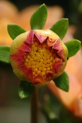 포토 JPG 주간 식물 꽃 한송이 자연 사람없음 야외 들꽃 달리아 꽃봉오리 야생초 국내포토 자연요소 1 생태계 송이 파일형식