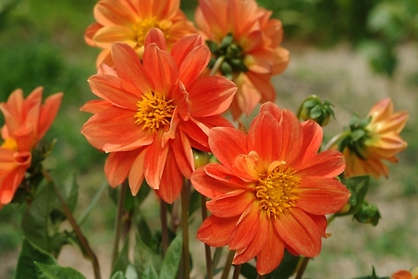 포토 JPG 주간 식물 꽃 여러송이 자연 사람없음 야외 들꽃 달리아 야생초 국내포토 자연요소 다수 생태계 파일형식