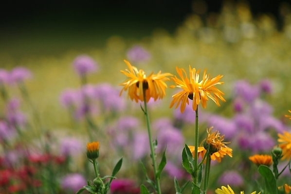 포토 JPG 주간 식물 꽃 여러송이 자연 사람없음 야외 보라색 들꽃 야생초 국내포토 자연요소 컬러 다수 생태계 파일형식