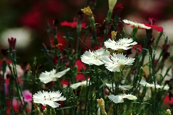 포토 JPG 주간 식물 꽃 여러송이 자연 사람없음 야외 들꽃 흰색 야생초 국내포토 자연요소 컬러 다수 생태계 파일형식