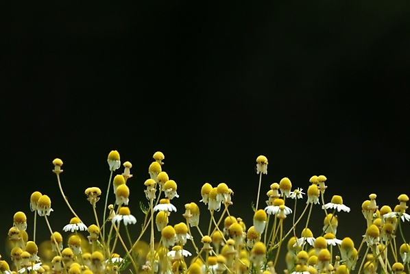 포토 JPG 주간 식물 꽃 여러송이 자연 사람없음 야외 노란색 들꽃 야생초 국내포토 자연요소 컬러 다수 생태계 파일형식
