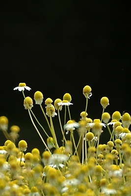포토 JPG 주간 식물 꽃 여러송이 자연 사람없음 야외 노란색 들꽃 야생초 국내포토 자연요소 컬러 다수 생태계 파일형식