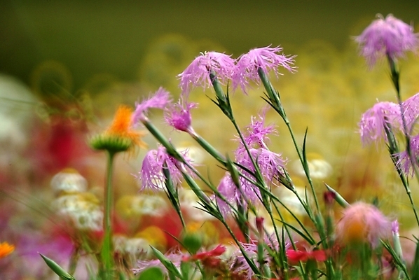 포토 JPG 주간 식물 꽃 여러송이 여름꽃 자연 사람없음 야외 들꽃 야생초 패랭이꽃 국내포토 자연요소 다수 생태계 파일형식 여름_계절