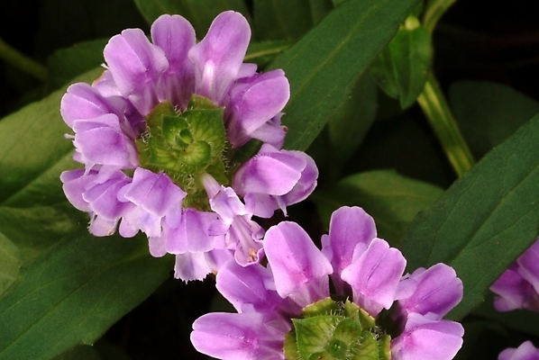 포토 JPG 식물 꽃 분홍색 자연 사람없음 들꽃 두송이 야생초 국내포토 컬러 2 생태계 파일형식