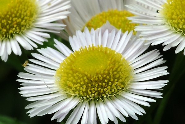 포토 JPG 식물 꽃 여러송이 꽃밭 여름꽃 자연 사람없음 들꽃 개망초 국내포토 다수 생태계 파일형식 여름_계절