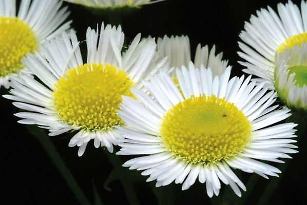 포토 JPG 식물 꽃 여러송이 꽃밭 여름꽃 자연 사람없음 들꽃 개망초 국내포토 다수 생태계 파일형식 여름_계절