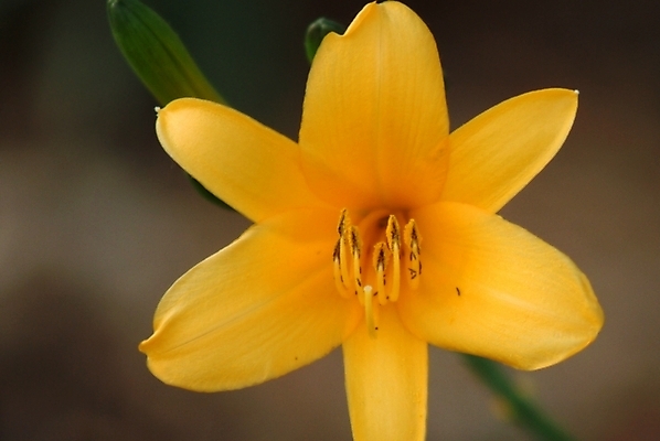 포토 JPG 식물 꽃 한송이 자연 근접촬영 사람없음 노란색 들꽃 야생초 국내포토 1 뷰포인트 컬러 생태계 송이 파일형식