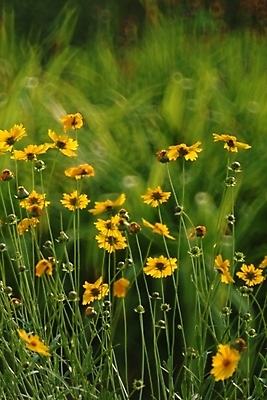 포토 JPG 주간 식물 꽃 여러송이 꽃밭 자연 풍경 사람없음 야외 들꽃 야생초 국내포토 자연요소 다수 생태계 파일형식