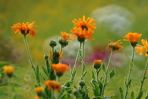 포토 JPG 주간 식물 꽃 여러송이 꽃밭 자연 풍경 사람없음 야외 들꽃 야생초 국내포토 자연요소 다수 생태계 파일형식