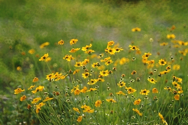포토 JPG 주간 식물 꽃 여러송이 꽃밭 자연 풍경 사람없음 야외 들꽃 야생초 국내포토 자연요소 다수 생태계 파일형식