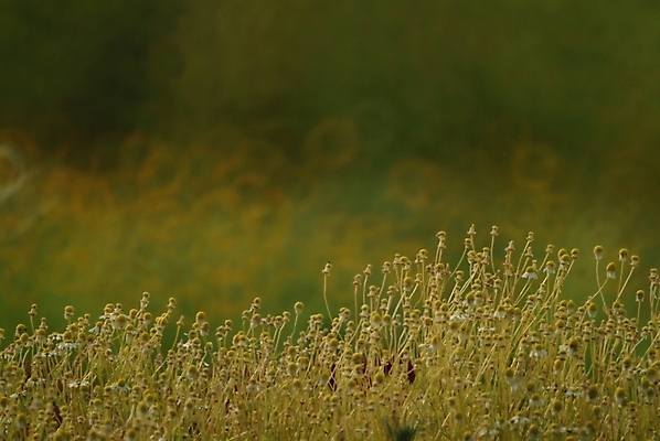포토 JPG 주간 식물 꽃 백그라운드 꽃밭 자연 초원 사람없음 야외 들꽃 풀 야생초 국내포토 자연요소 생태계 파일형식