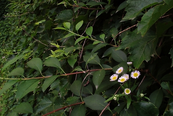 포토 JPG 식물 꽃 여러송이 잎 여름꽃 자연 나뭇잎 사람없음 들꽃 개망초 국내포토 다수 생태계 파일형식 여름_계절
