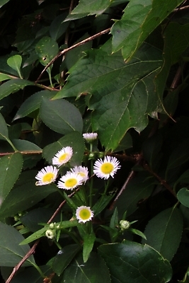 포토 JPG 식물 꽃 여러송이 잎 여름꽃 자연 나뭇잎 사람없음 들꽃 개망초 국내포토 다수 생태계 파일형식 여름_계절
