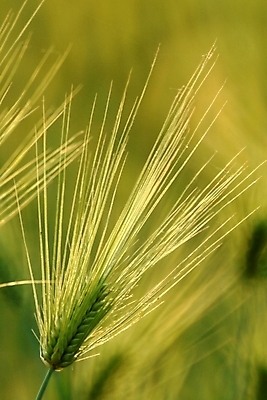 포토 JPG 식물 백그라운드 밭 자연 풍경 초원 사람없음 풀 보리 국내포토 농업 곡류 생태계 파일형식