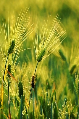 포토 JPG 주간 식물 백그라운드 밭 자연 풍경 초원 사람없음 야외 풀 보리 국내포토 자연요소 농업 곡류 생태계 파일형식