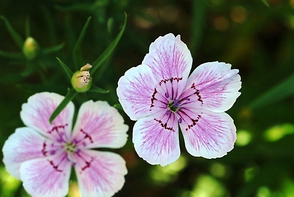 포토 JPG 식물 꽃 여름꽃 자연 사람없음 들꽃 두송이 야생초 패랭이꽃 국내포토 2 생태계 파일형식 여름_계절