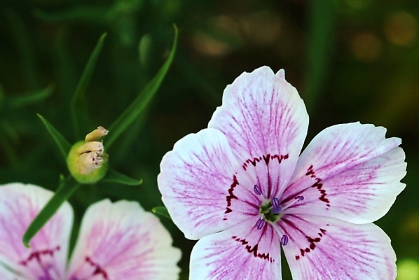 포토 JPG 식물 꽃 여름꽃 자연 사람없음 들꽃 두송이 야생초 패랭이꽃 국내포토 2 생태계 파일형식 여름_계절