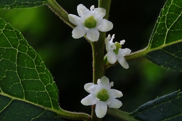 포토 JPG 식물 꽃 여러송이 자연 사람없음 들꽃 흰색 야생초 국내포토 컬러 다수 생태계 파일형식
