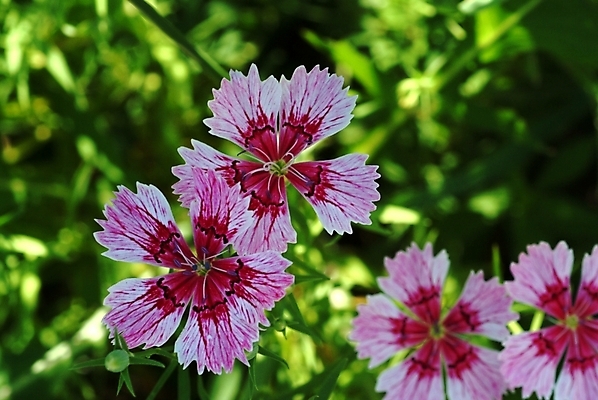 포토 JPG 식물 꽃 여러송이 여름꽃 자연 사람없음 들꽃 야생초 패랭이꽃 국내포토 다수 생태계 파일형식 여름_계절