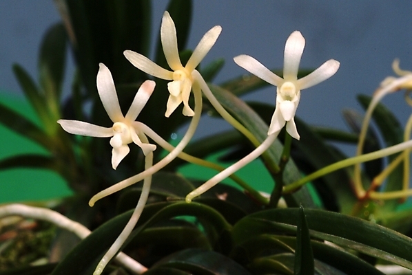 포토 JPG 주간 식물 꽃 여러송이 자연 사람없음 야외 들꽃 흰색 야생초 국내포토 자연요소 컬러 다수 생태계 파일형식