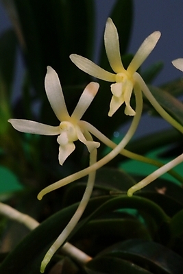 포토 JPG 식물 꽃 자연 사람없음 들꽃 흰색 야생초 국내포토 컬러 생태계 파일형식