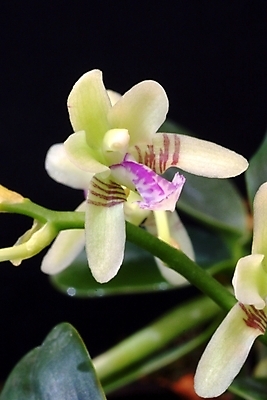 포토 JPG 식물 꽃 자연 풍경 사람없음 들꽃 흰색 야생초 국내포토 컬러 생태계 파일형식