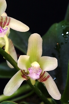 포토 JPG 식물 꽃 자연 사람없음 들꽃 흰색 야생초 국내포토 컬러 생태계 파일형식